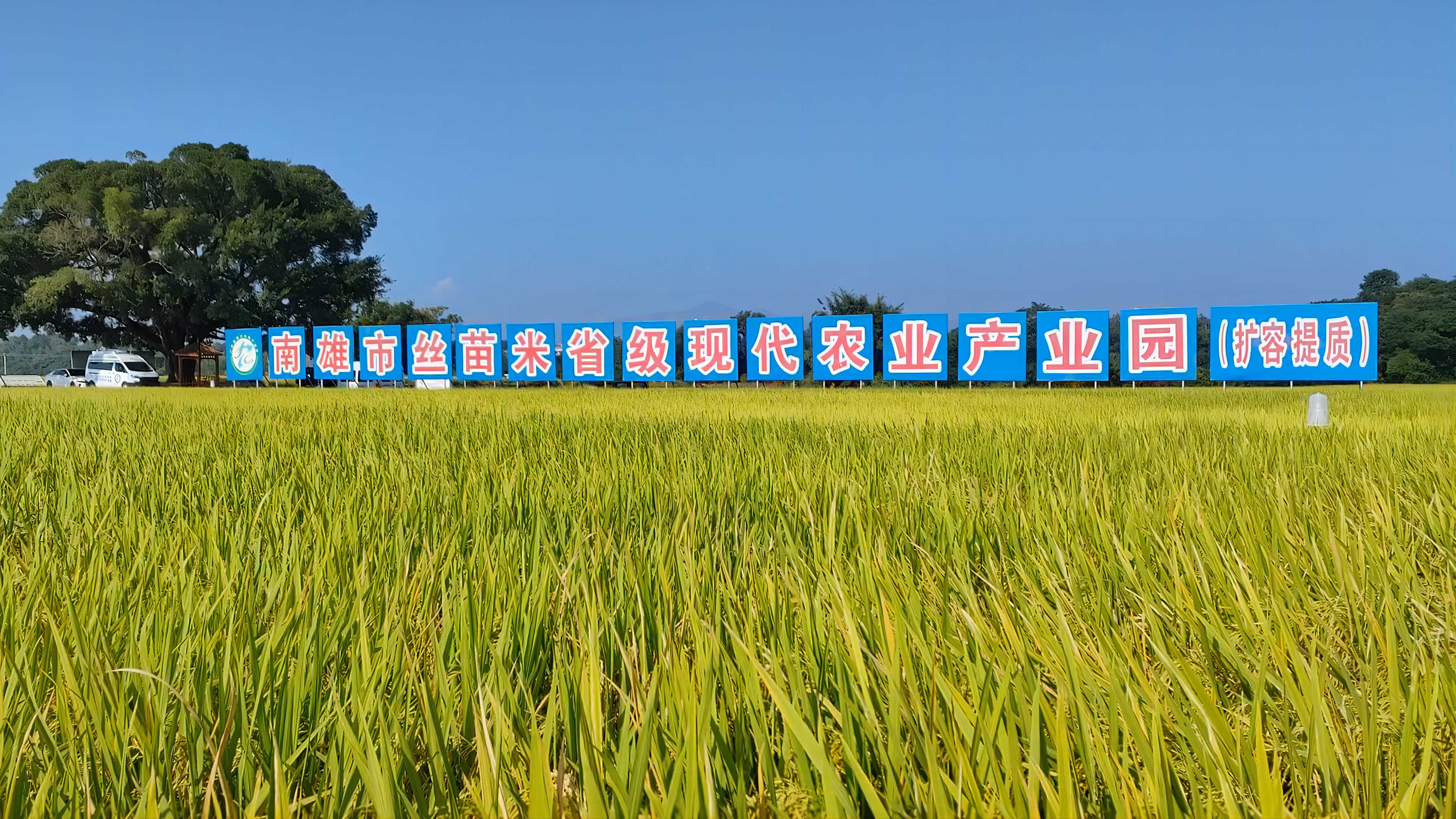 实力晟启：央视领导带队观摩晟启南雄百吨级粮食烘干中心建设进展情况